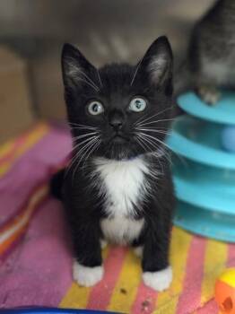 Reynolds Wrap -  Domestic Short Hair Cat for Adoption in Westland, Michigan - Reynolds Wrap | PetCurious