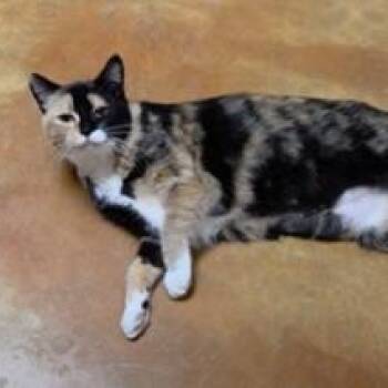 Tabitha -  Calico Cat for Adoption in Minneapolis, Minnesota - Tabitha | PetCurious