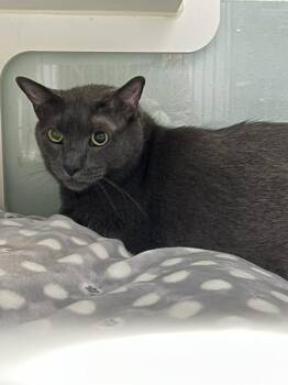 Drake -  Domestic Short Hair Cat for Adoption in Muskegon, Michigan - Drake | PetCurious