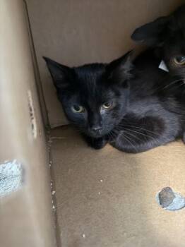 Oscar -  Domestic Short Hair Cat for Adoption in Westland, Michigan - Oscar | PetCurious