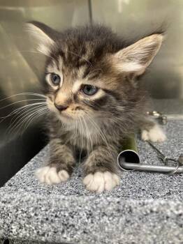 Domestic Short Hair Cats Available for Adoption in Dallas, Texas - KAM | PetCurious