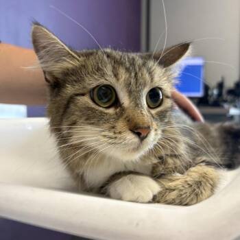 Sandwich -  Domestic Long Hair Cat for Adoption in Salt Lake City, Utah - Sandwich | PetCurious