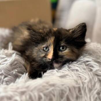 Fran -  Domestic Medium Hair Cat for Adoption in Blackfoot, Idaho - Fran | PetCurious