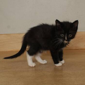 Nutcase C70089 -  Domestic Short Hair Cat for Adoption in Minnetonka, Minnesota - Nutcase C70089 | PetCurious