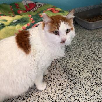 Domestic Long Hair Cats Available for Adoption - Willey | PetCurious