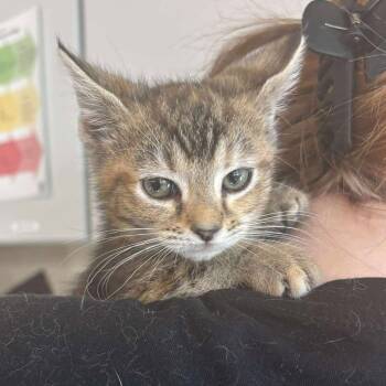 Rescue Domestic Short Hair Cats for Adoption in Huntington, West Virginia - Wendy Hamburgers-OKC | PetCurious