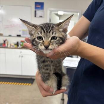 Frankie -  Domestic Short Hair Cat for Adoption in Spokane, Washington - Frankie | PetCurious