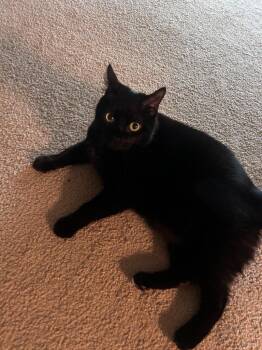 Hermie -  Domestic Short Hair Cat for Adoption in Minneapolis, Minnesota - Hermie | PetCurious