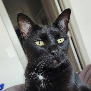 Domestic Short Hair Cats Available for Adoption in Houston, Texas - Harley | PetCurious