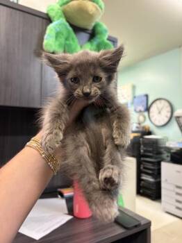 Marvin -  Domestic Medium Hair Cat for Adoption in Mobile, Alabama - Marvin | PetCurious