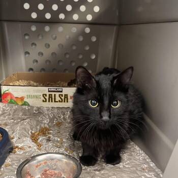 Domestic Medium Hair Cats Available for Adoption in Spokane, Washington - Ellie | PetCurious