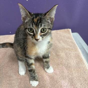 Elani -  Domestic Short Hair Cat for Adoption in Englewood, Florida - Elani | PetCurious