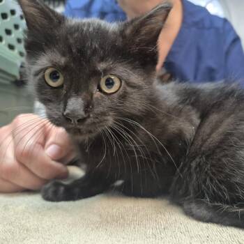 Tube Sock -  Domestic Short Hair Cat for Adoption in Newark, New Jersey - Tube Sock | PetCurious
