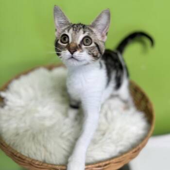 Ceylon -  Domestic Short Hair Cat for Adoption in Brownsboro, Alabama - Ceylon | PetCurious