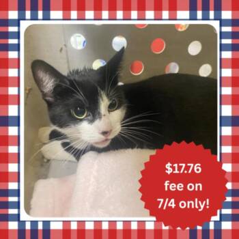 CUE BALL -  Domestic Short Hair Cat for Adoption in Santa Cruz, California - CUE BALL | PetCurious
