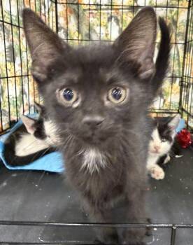 Nero -  Domestic Short Hair Cat for Adoption in Bridgeton, North Carolina - Nero | PetCurious