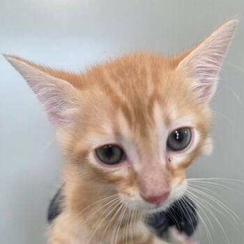 Bam Bam -  Domestic Short Hair Cat for Adoption in Sand Springs, Oklahoma - Bam Bam | PetCurious