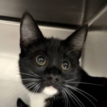 Rescue Domestic Short Hair Cats for Adoption in Boston, Massachusetts - Mini | PetCurious