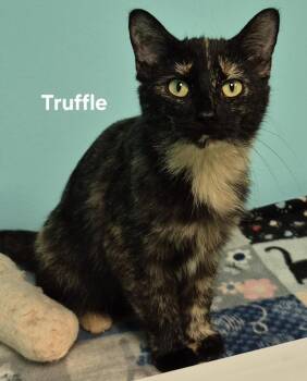 Truffle -  Domestic Short Hair Cat for Adoption in Kendallville, Indiana - Truffle | PetCurious