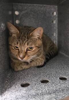 Hamilton -  Domestic Short Hair Cat for Adoption in Athens, Tennessee - Hamilton | PetCurious