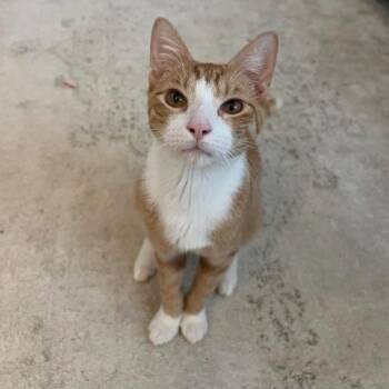 LeBron -  Tabby Cat for Adoption in Philadelphia, Pennsylvania - LeBron | PetCurious