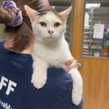 Rescue Domestic Short Hair Cats for Adoption in Baltimore, Maryland - Breezy | PetCurious