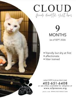 Cloud -  Domestic Short Hair Cat for Adoption in Wahoo, Nebraska - Cloud | PetCurious