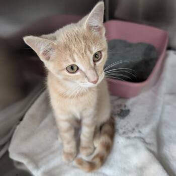 Cucumber -  Domestic Short Hair Cat for Adoption in Reisterstown, Maryland - Cucumber | PetCurious