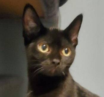 Maui (+Sibling) -  Domestic Short Hair Cat for Adoption in Richmond Hill, Ontario - Maui (+Sibling) | PetCurious