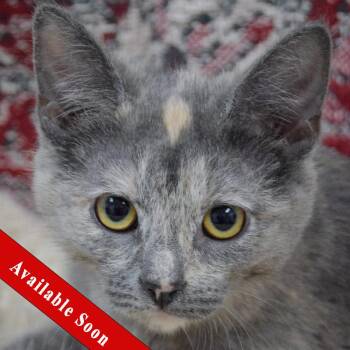 Dilute Tortoiseshell and Domestic Short Hair Cats Available for Adoption - Chobani | PetCurious