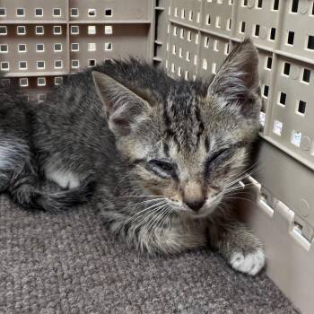 Weedle -  Domestic Short Hair Cat for Adoption in Winston-salem, North Carolina - Weedle | PetCurious