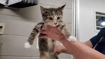 BEAN -  Domestic Short Hair Cat for Adoption in Aurora, Illinois - BEAN | PetCurious