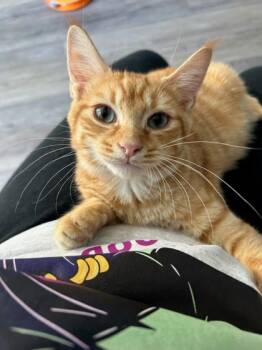 Rescue Domestic Short Hair Cats for Adoption in East Amwell Township, New Jersey - Lotus | PetCurious