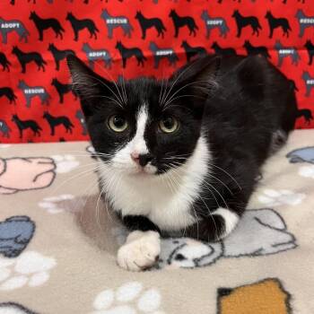 Myra -  Domestic Short Hair Cat for Adoption in Washburn, Missouri - Myra | PetCurious