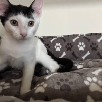Rescue Domestic Short Hair Cats for Adoption - Reed | PetCurious
