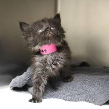 Journey -  Domestic Long Hair Cat for Adoption in Auburn, Alabama - Journey | PetCurious