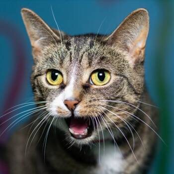 Rescue Domestic Short Hair Cats for Adoption in Evansville, Indiana - Tinsley | PetCurious