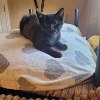 Domestic Short Hair Cats Available for Adoption - Smart Car | PetCurious