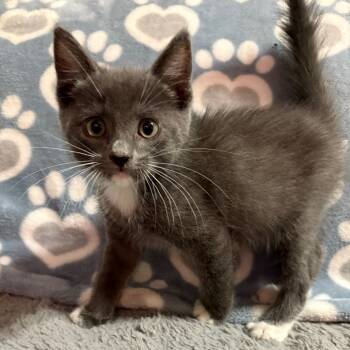 Rescue Domestic Medium Hair Cats for Adoption in Riverside, California - Lobo | PetCurious