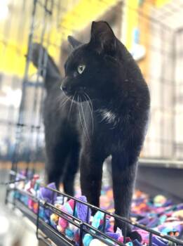Domestic Short Hair Cats Available for Adoption - Ebony Star | PetCurious