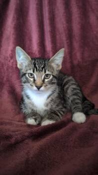 Izzo -  Domestic Short Hair Cat for Adoption in Madison, Georgia - Izzo | PetCurious