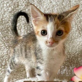 Kukana -  Domestic Short Hair Cat for Adoption in Prescott, Arizona - Kukana | PetCurious