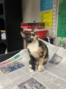 Peach Pie -  Domestic Short Hair Cat for Adoption in Sorrento, Louisiana - Peach Pie | PetCurious