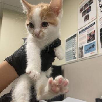 Charles -  Domestic Short Hair Cat for Adoption in Oak Park, Illinois - Charles | PetCurious