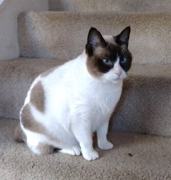 Lily -  American Bobtail and Siamese Cat for Adoption in Magnolia, Texas - Lily | PetCurious