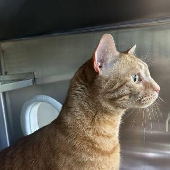 Clark -  Domestic Short Hair Cat for Adoption in Asheville, North Carolina - Clark | PetCurious