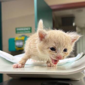 Domestic Short Hair Cats Available for Adoption in Pauls Valley, Oklahoma - Scramble | PetCurious