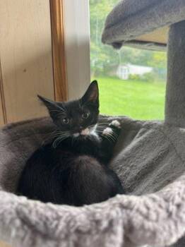 Abilene -  Domestic Short Hair Cat for Adoption in Berwick, Pennsylvania - Abilene | PetCurious