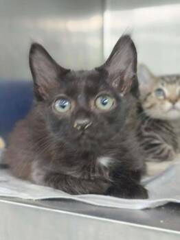 Tangerine -  Domestic Short Hair Cat for Adoption in Danielsville, Georgia - Tangerine | PetCurious