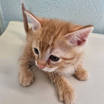 Rescue Domestic Short Hair Cats for Adoption in Eureka Springs, Arkansas - Mittens | PetCurious